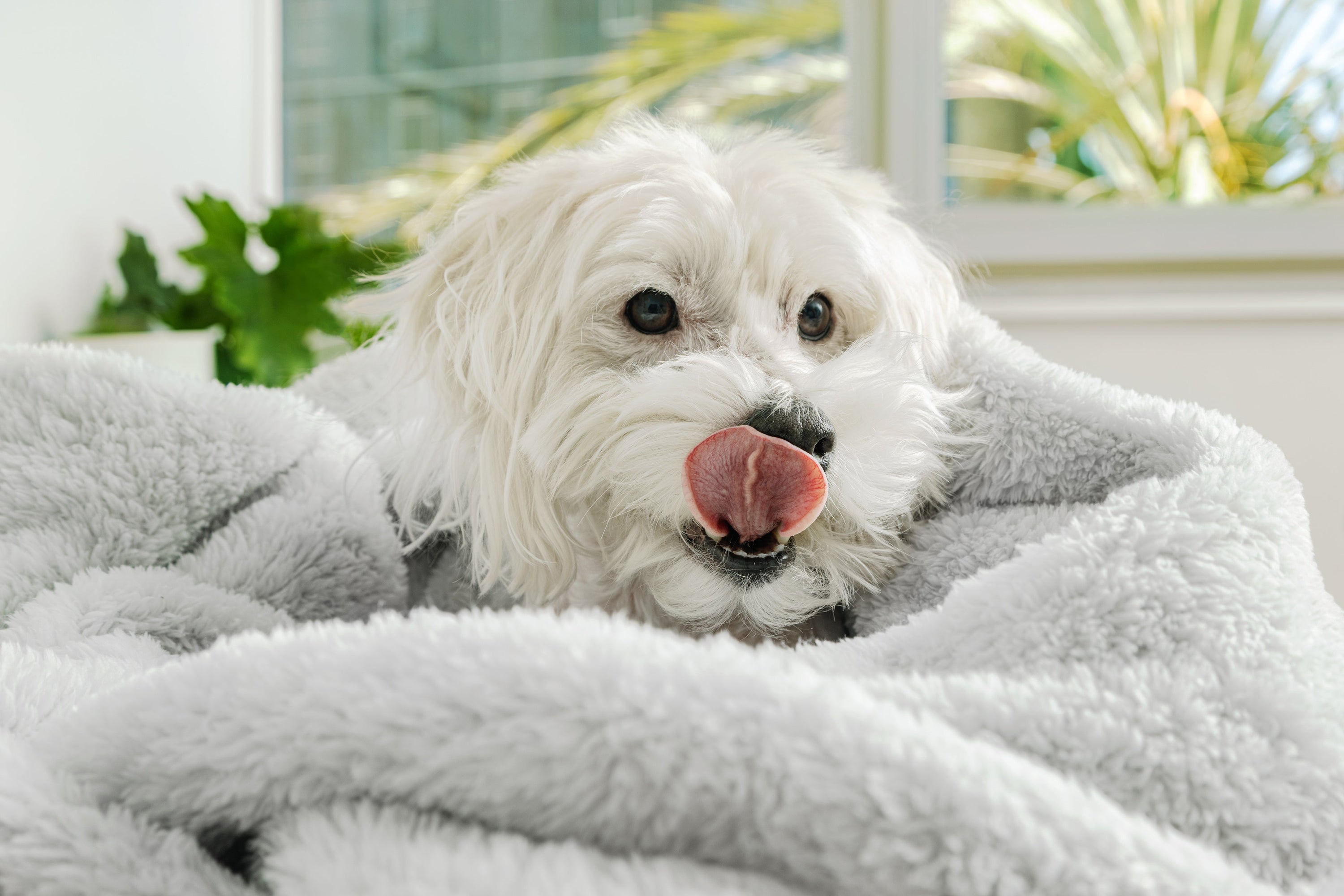 Soothing Blankets Collection