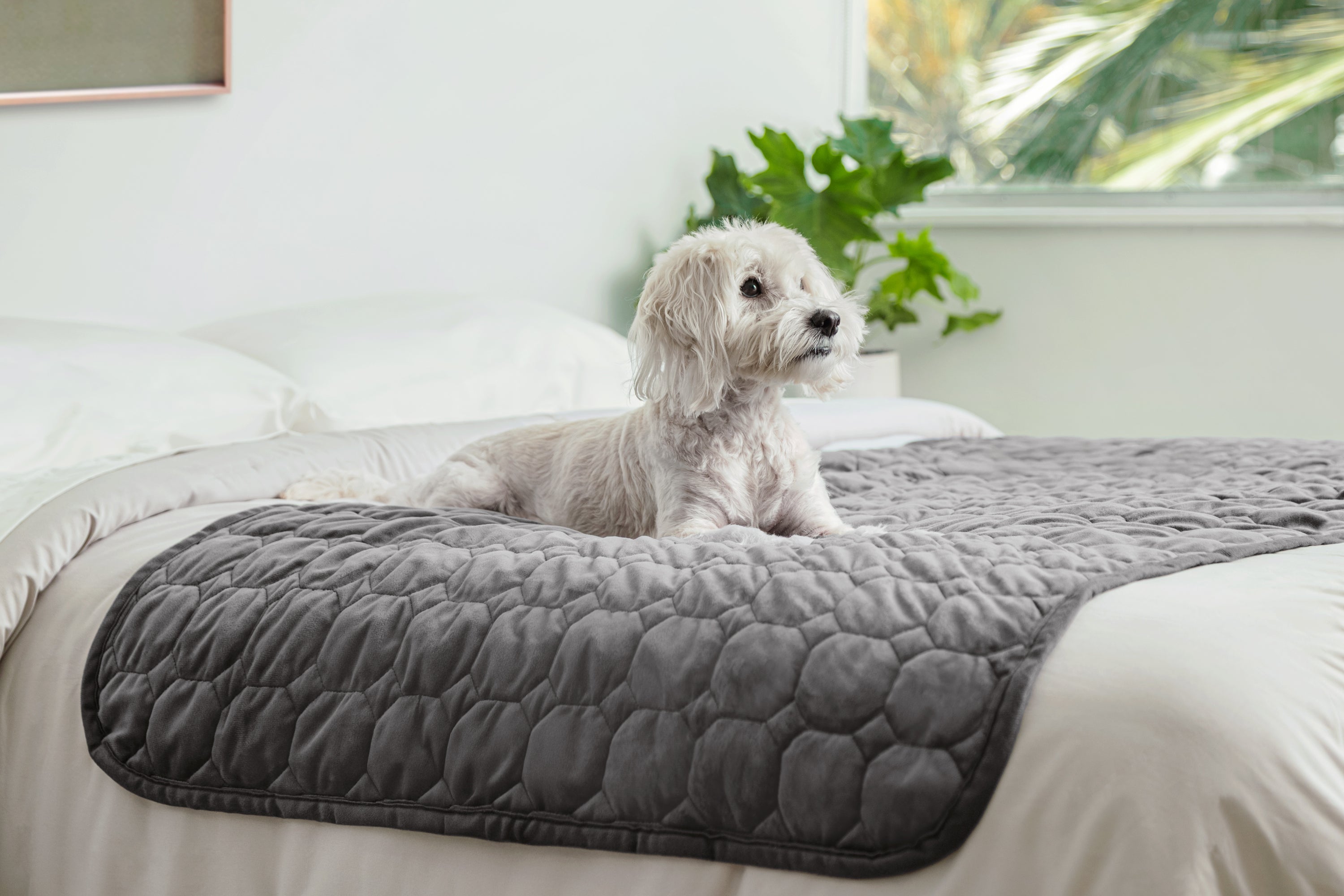 CoreComfort Pad Medium
