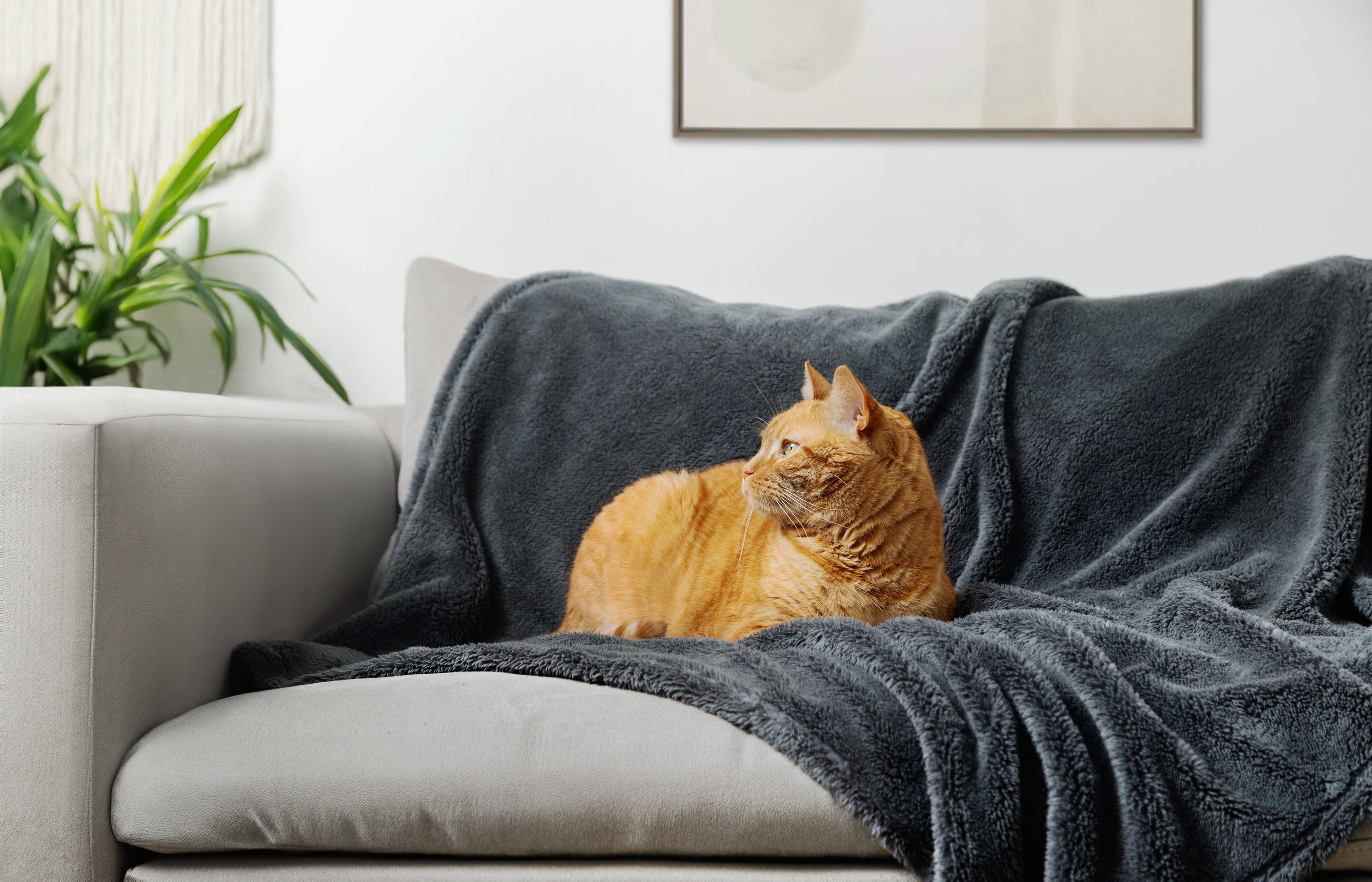 Zen Blanket Medium
