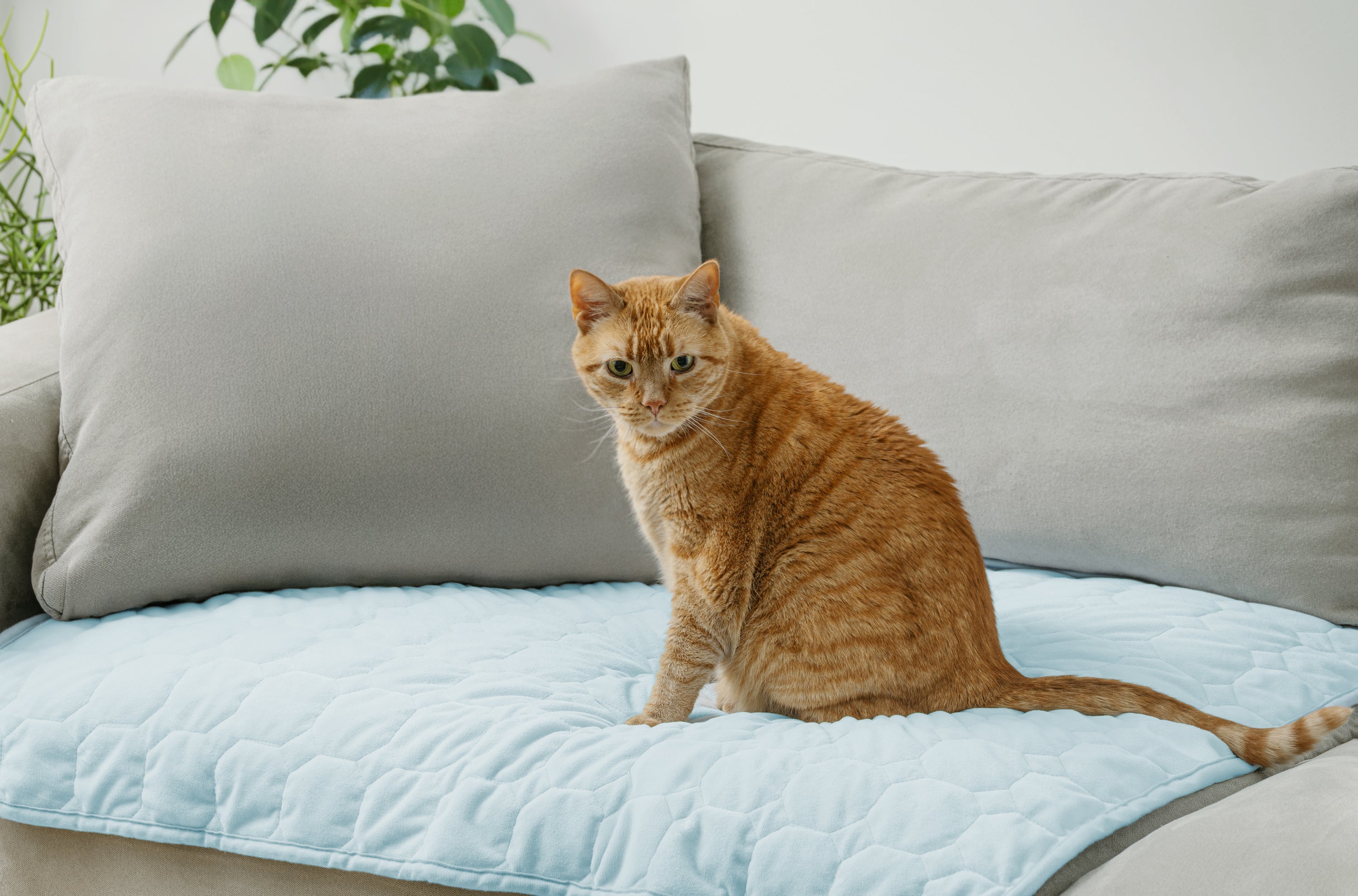 CoreComfort Pad Medium